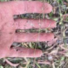 Eragrostis curvula at Kambah, ACT - 29 Feb 2024 10:58 AM