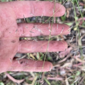 Eragrostis curvula at Kambah, ACT - 29 Feb 2024 10:58 AM