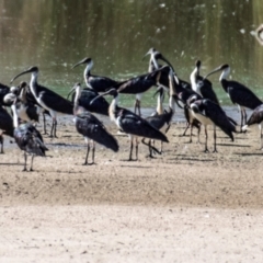 Threskiornis spinicollis (Straw-necked Ibis) at Chiltern-Mt Pilot National Park - 24 Feb 2024 by Petesteamer