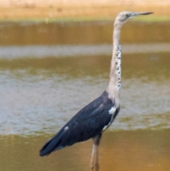 Ardea pacifica (White-necked Heron) at Chiltern-Mt Pilot National Park - 23 Feb 2024 by Petesteamer