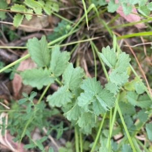 Sanguisorba minor at Kambah, ACT - 29 Feb 2024 08:40 AM