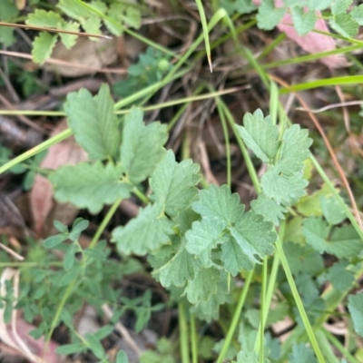 Sanguisorba minor (Salad Burnet, Sheep's Burnet) at Kambah, ACT - 29 Feb 2024 by mcosgrove