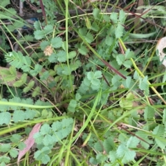 Sanguisorba minor at Kambah, ACT - 29 Feb 2024 08:40 AM