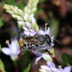 Megachile ferox (Resin bee) at Goulburn, NSW - 26 Feb 2024 by Rixon