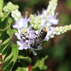 Megachile ferox at Goulburn, NSW - 26 Feb 2024