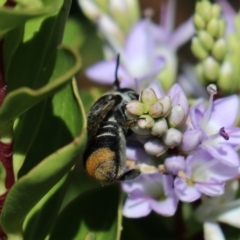 Megachile ferox at Goulburn, NSW - 26 Feb 2024