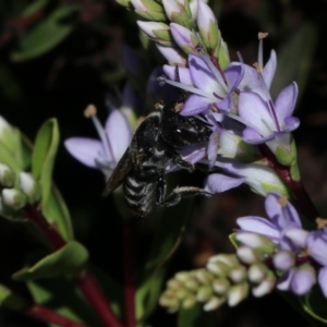 Megachile ferox at Goulburn, NSW - 26 Feb 2024