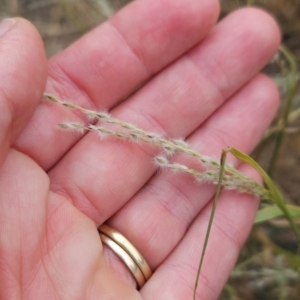 Digitaria brownii at Cooleman Ridge - 29 Feb 2024 09:55 AM