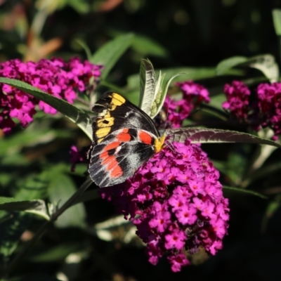 Delias harpalyce (Imperial Jezebel) at Goulburn, NSW - 23 Feb 2024 by Rixon