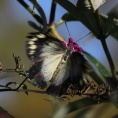 Delias harpalyce at Goulburn, NSW - 23 Feb 2024