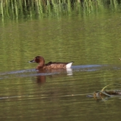 Aythya australis (Hardhead) at Goulburn Wetlands - 22 Feb 2024 by Rixon