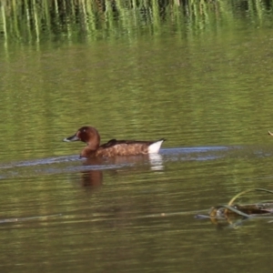 Aythya australis at Goulburn, NSW - 22 Feb 2024 06:30 PM