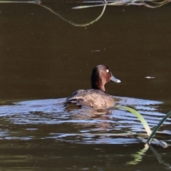 Aythya australis at Goulburn, NSW - 22 Feb 2024 06:30 PM