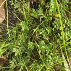 Gonocarpus tetragynus (Common Raspwort) at Kambah, ACT - 28 Feb 2024 by mcosgrove