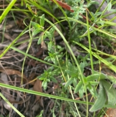 Gonocarpus tetragynus at Kambah, ACT - 29 Feb 2024