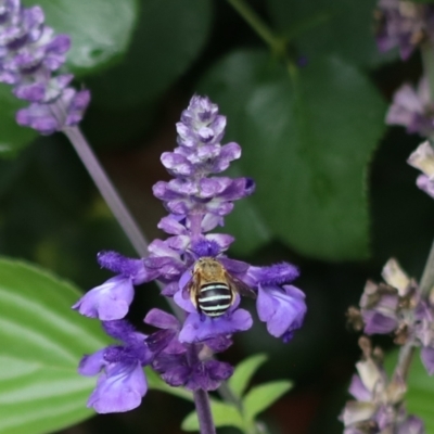 Amegilla sp. (genus) (Blue Banded Bee) at Goulburn, NSW - 16 Feb 2024 by Rixon