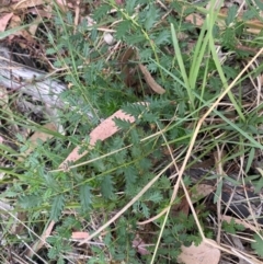 Acaena x ovina (Sheep's Burr) at Kambah, ACT - 28 Feb 2024 by mcosgrove