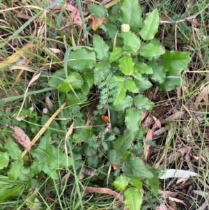 Berberis aquifolium at Kambah, ACT - 29 Feb 2024 08:48 AM