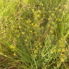 Pimelea curviflora var. gracilis at Kambah, ACT - 29 Feb 2024