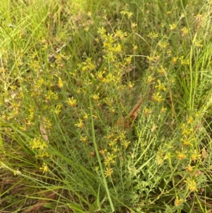 Pimelea curviflora var. gracilis at Kambah, ACT - 29 Feb 2024