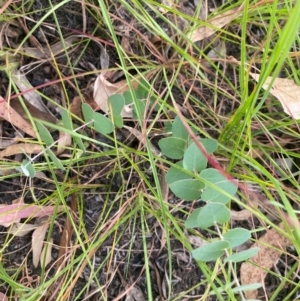 Eucalyptus bridgesiana at Kambah, ACT - 29 Feb 2024