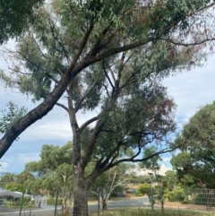 Eucalyptus bridgesiana at Kambah, ACT - 29 Feb 2024 08:49 AM