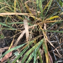 Phalaris aquatica (Phalaris, Australian Canary Grass) at Kambah, ACT - 28 Feb 2024 by mcosgrove