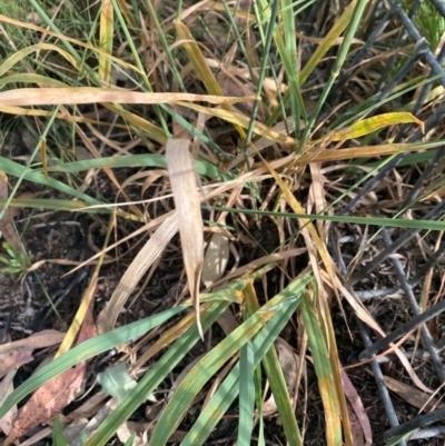 Phalaris aquatica (Phalaris, Australian Canary Grass) at Kambah, ACT - 28 Feb 2024 by mcosgrove