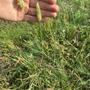 Phalaris aquatica at Kambah, ACT - 29 Feb 2024