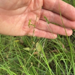 Grona varians (Slender Tick-Trefoil) at Kambah, ACT - 29 Feb 2024 by mcosgrove
