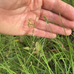 Grona varians (Slender Tick-Trefoil) at Kambah, ACT - 28 Feb 2024 by mcosgrove