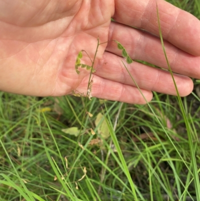 Grona varians (Slender Tick-Trefoil) at Kambah, ACT - 28 Feb 2024 by mcosgrove