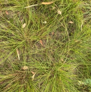 Themeda triandra at Kambah, ACT - 29 Feb 2024