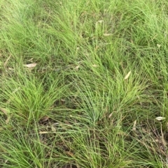 Themeda triandra at Kambah, ACT - 29 Feb 2024