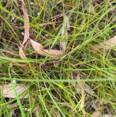 Themeda triandra at Kambah, ACT - 29 Feb 2024