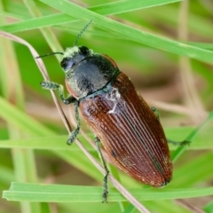 Temognatha variabilis (Variable jewel beetle) at Mongarlowe River - 29 Feb 2024 by LisaH