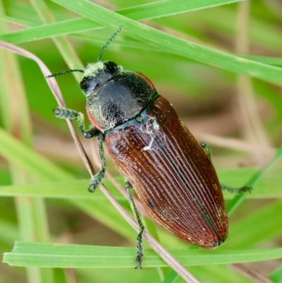Temognatha variabilis (Variable jewel beetle) at Mongarlowe, NSW - 29 Feb 2024 by LisaH
