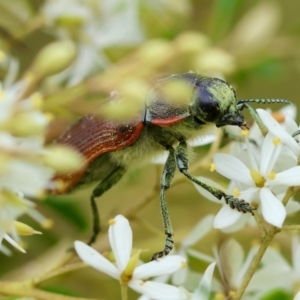 Temognatha variabilis at suppressed - 29 Feb 2024