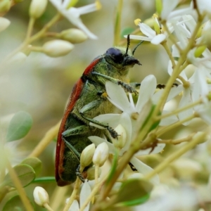 Temognatha variabilis at suppressed - 29 Feb 2024