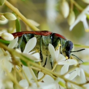 Temognatha variabilis at suppressed - 29 Feb 2024