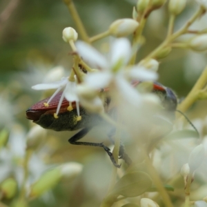 Temognatha variabilis at suppressed - 29 Feb 2024