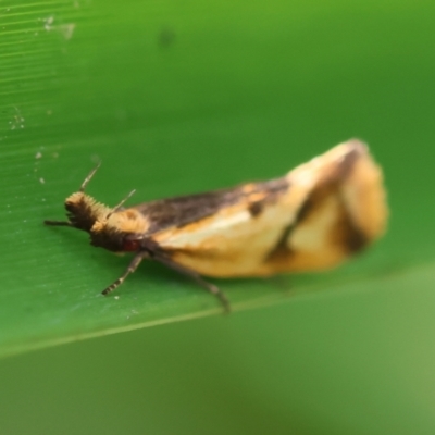 Thema chlorochyta (A Concealer moth) at Mongarlowe, NSW - 29 Feb 2024 by LisaH