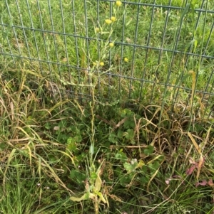 Lactuca serriola at Kambah, ACT - 29 Feb 2024 08:39 AM