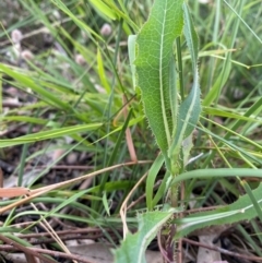 Lactuca serriola at Kambah, ACT - 29 Feb 2024 08:39 AM