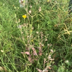 Sonchus oleraceus (Annual Sowthistle) at Kambah, ACT - 28 Feb 2024 by mcosgrove