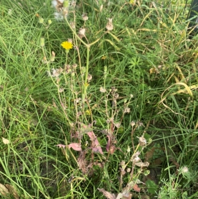 Sonchus oleraceus (Annual Sowthistle) at Kambah, ACT - 29 Feb 2024 by mcosgrove