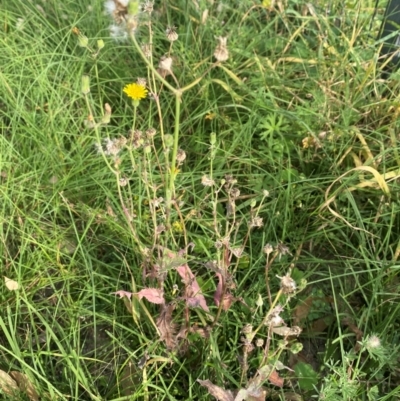 Sonchus oleraceus (Annual Sowthistle) at Kambah, ACT - 28 Feb 2024 by mcosgrove