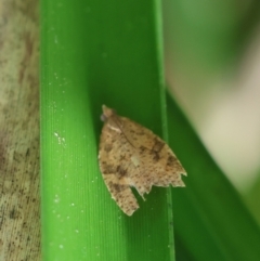 Meritastis ursina (A Tortricid moth) at Mongarlowe River - 29 Feb 2024 by LisaH