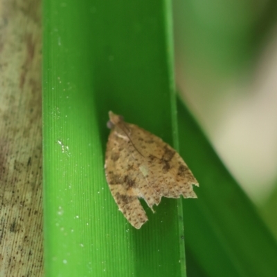 Meritastis ursina (A Tortricid moth) at Mongarlowe River - 29 Feb 2024 by LisaH