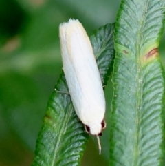 Eochrois callianassa at Mongarlowe, NSW - 28 Feb 2024 by LisaH